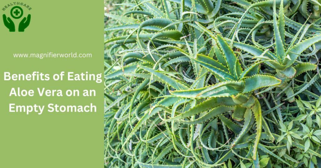 Benefits of Eating Aloe Vera on an Empty Stomach
