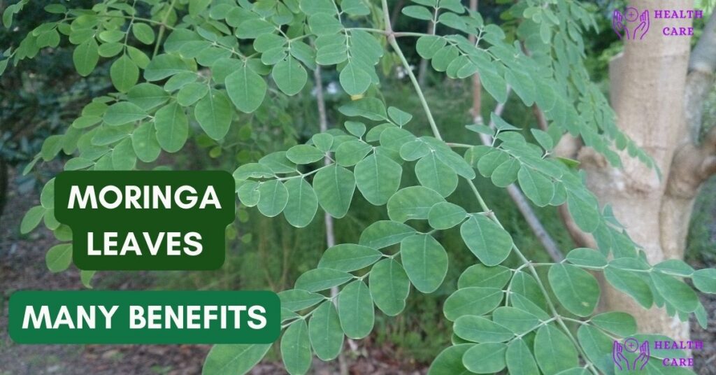 Benefits of consuming Moringa leaves