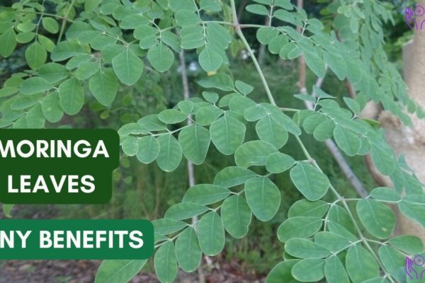 Benefits of consuming Moringa leaves 